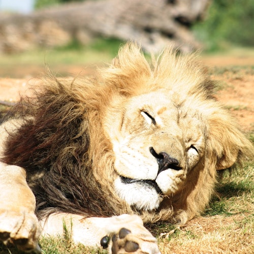 A lion with a mane resting on the grass with eyes closed under sunlight. Blurry background of greenery and a tree.