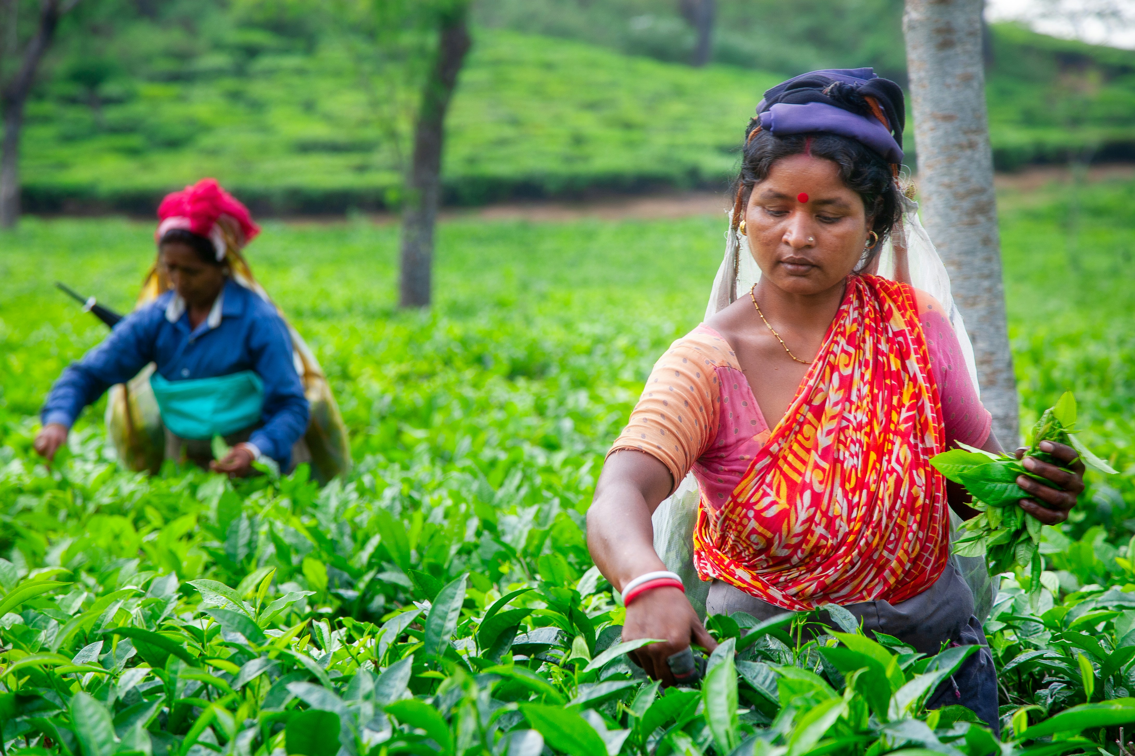 Two women harvesting tea leaves in a lush green field.