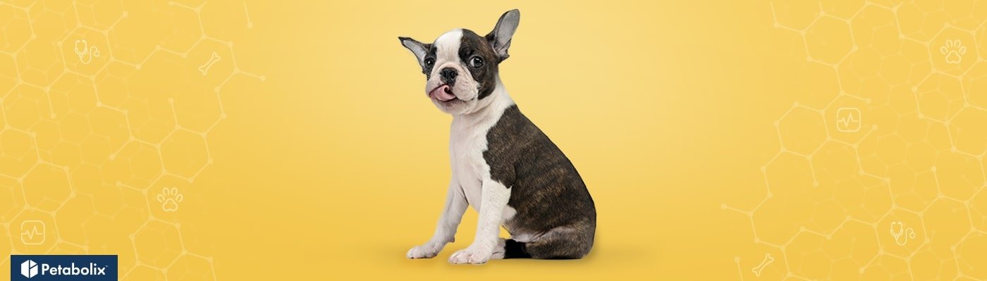 Boston Terrier image