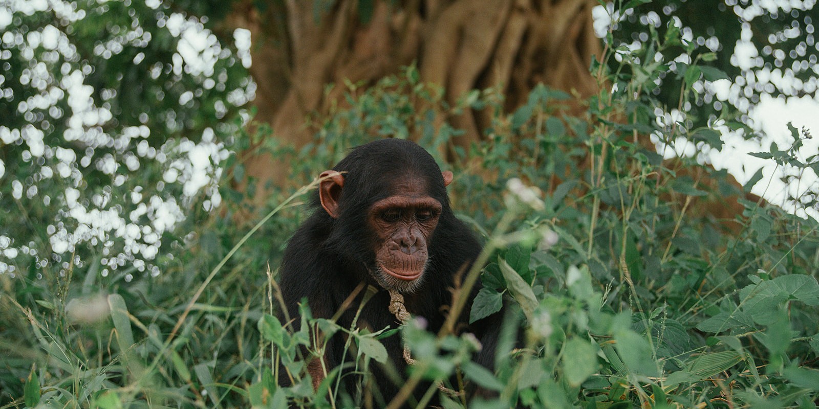 A person in an orange jacket bending near a rocky cliff in a forest.