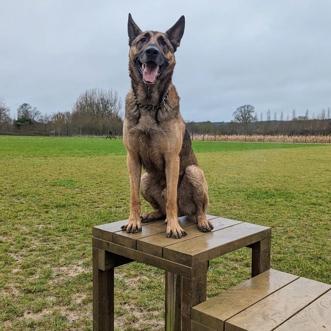 Happy dog