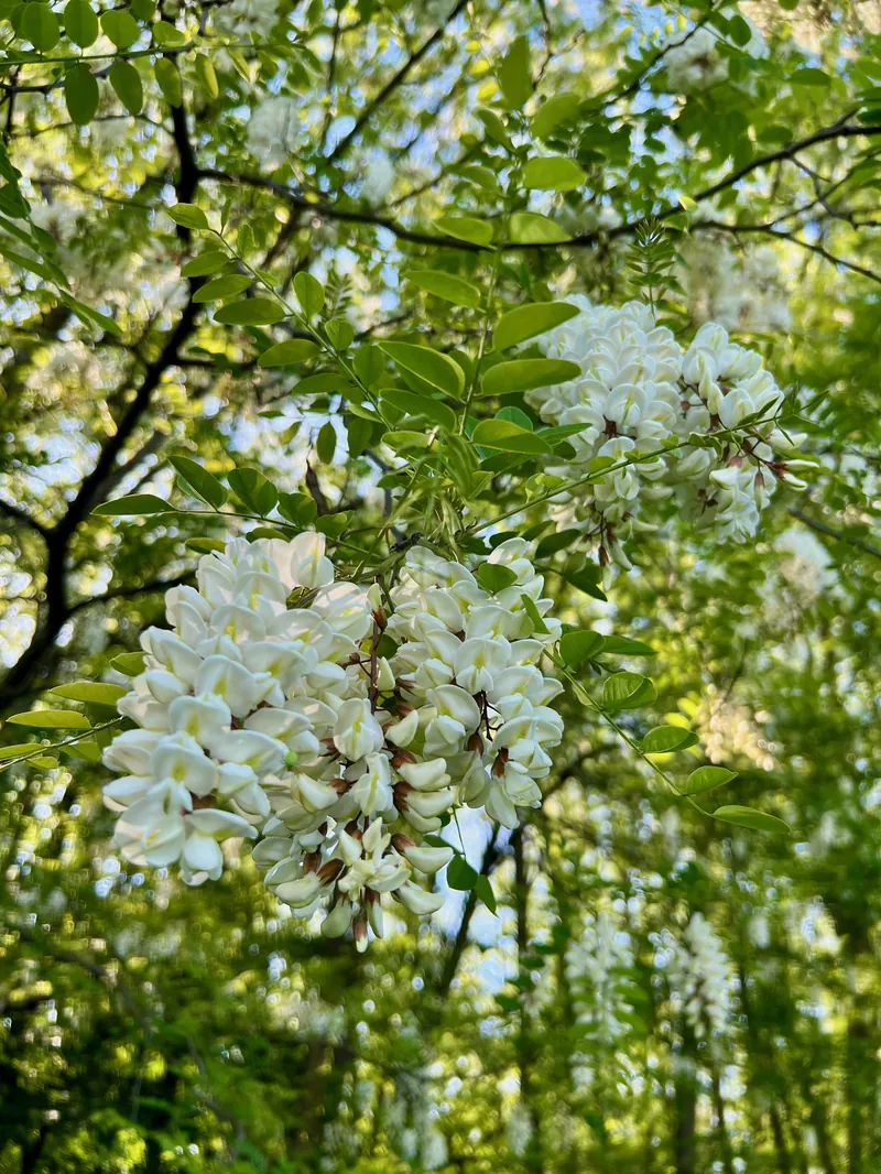 Akácvirágzás Magyarországon – Bazsó Méhészet prémium méz forrása