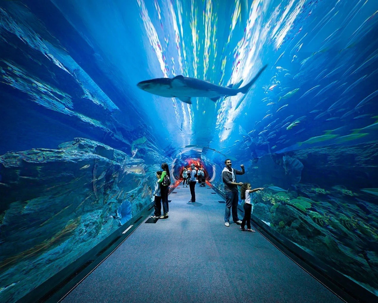 People admire marine life in Dubai Aquarium and Underwater Zoo.