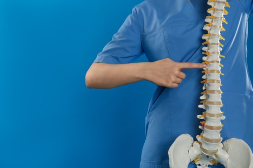 person holding and pointing to a model spine