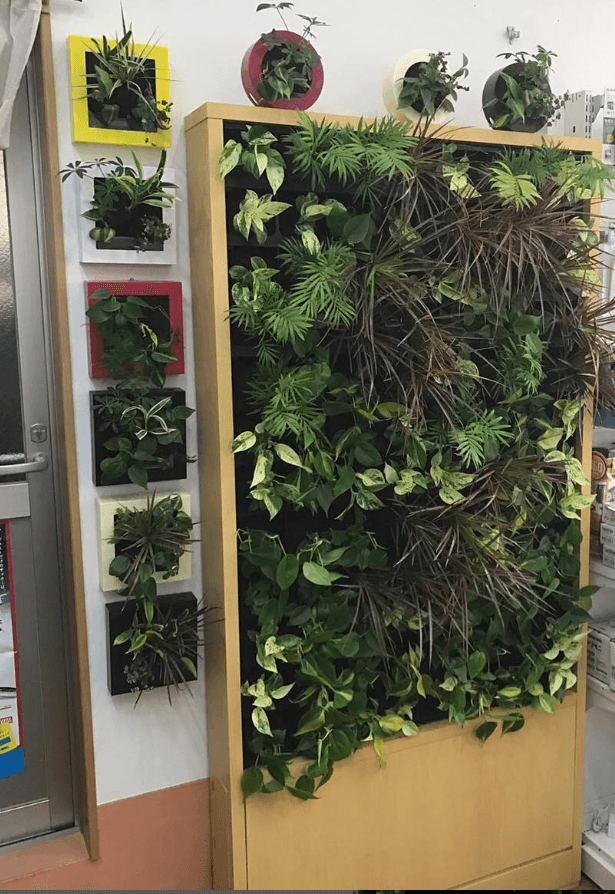 Indoor greenwall self watering, no mess, clean, soil less soil-less, easy to maintain, Midorie Canada, Pafcal