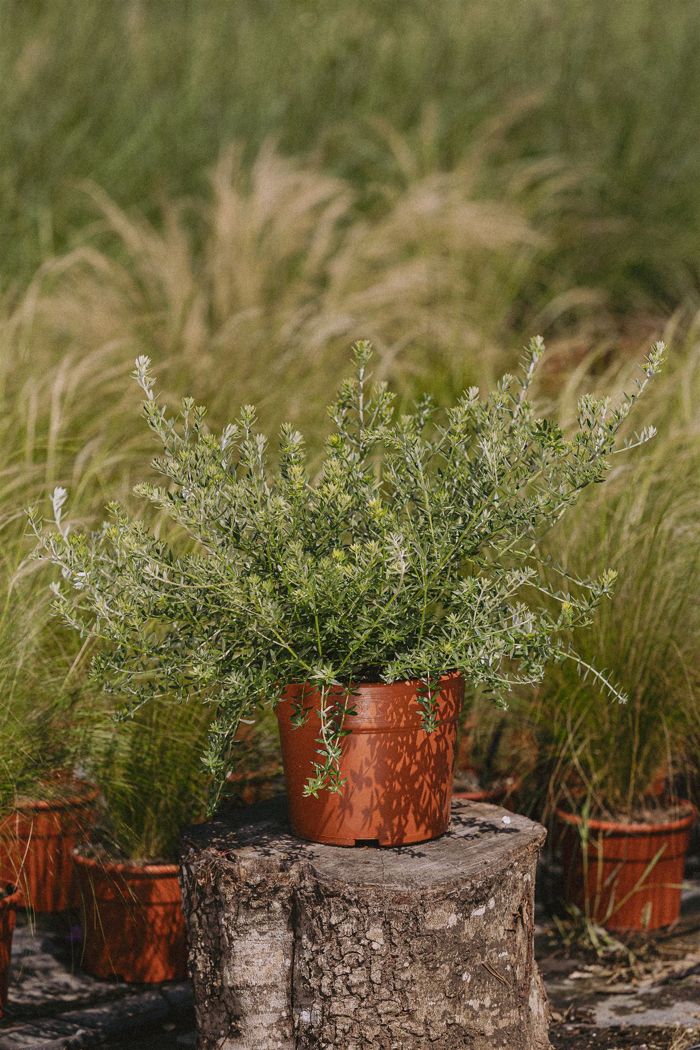 Westringea fruticosa Eiviss Garden