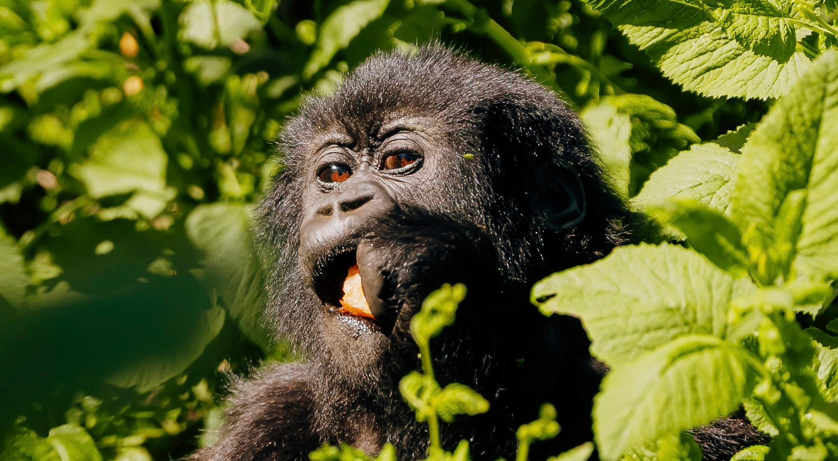 A juvenile gorilla feeding on leaves in Bwindi