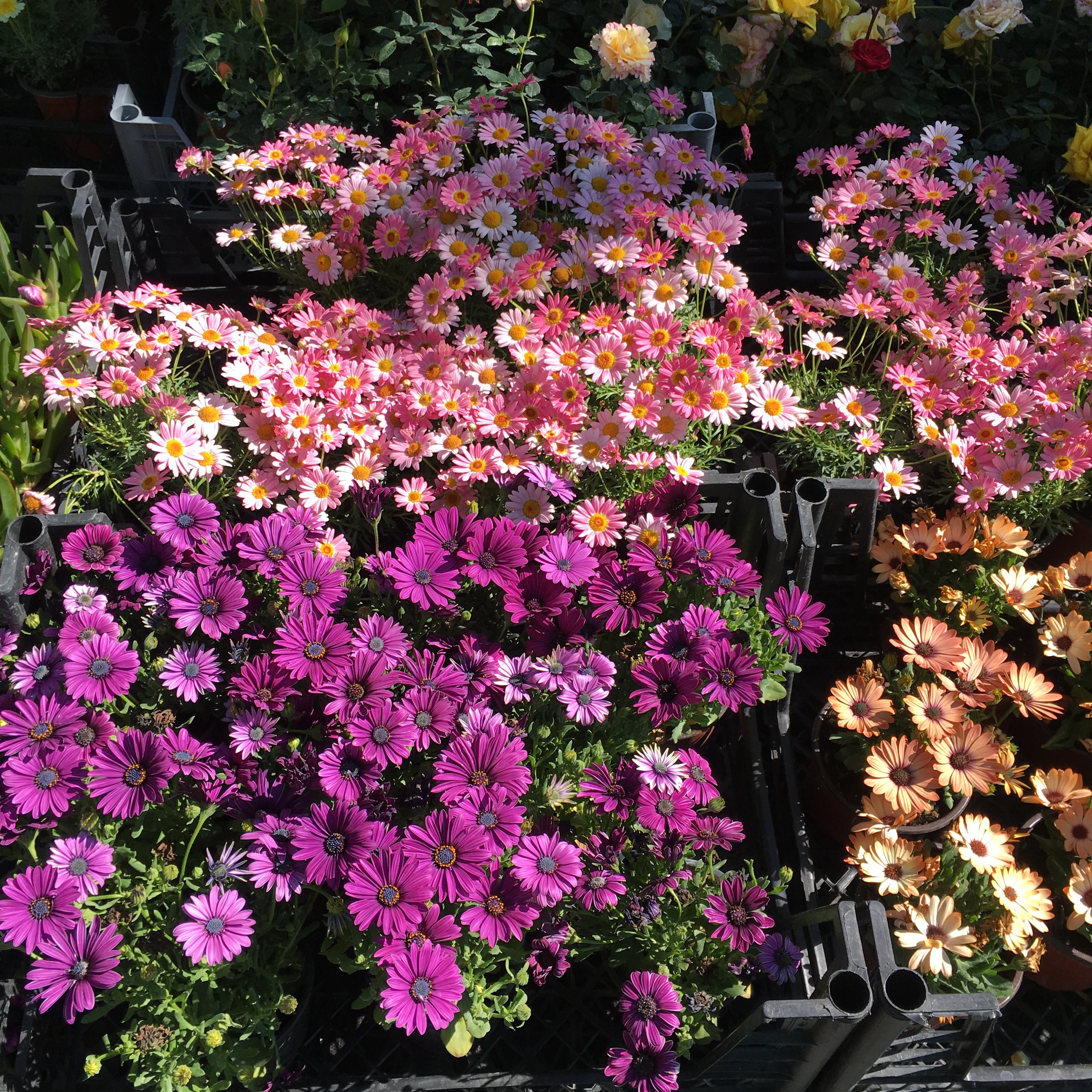 a path through a garden