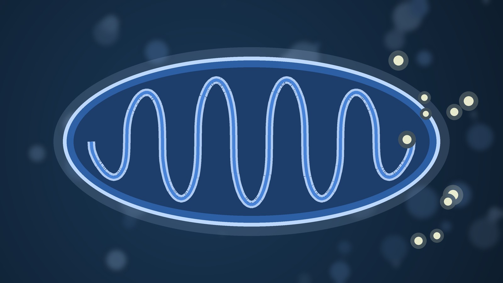 Abstract illustration of a mitochondrion with folded inner membranes