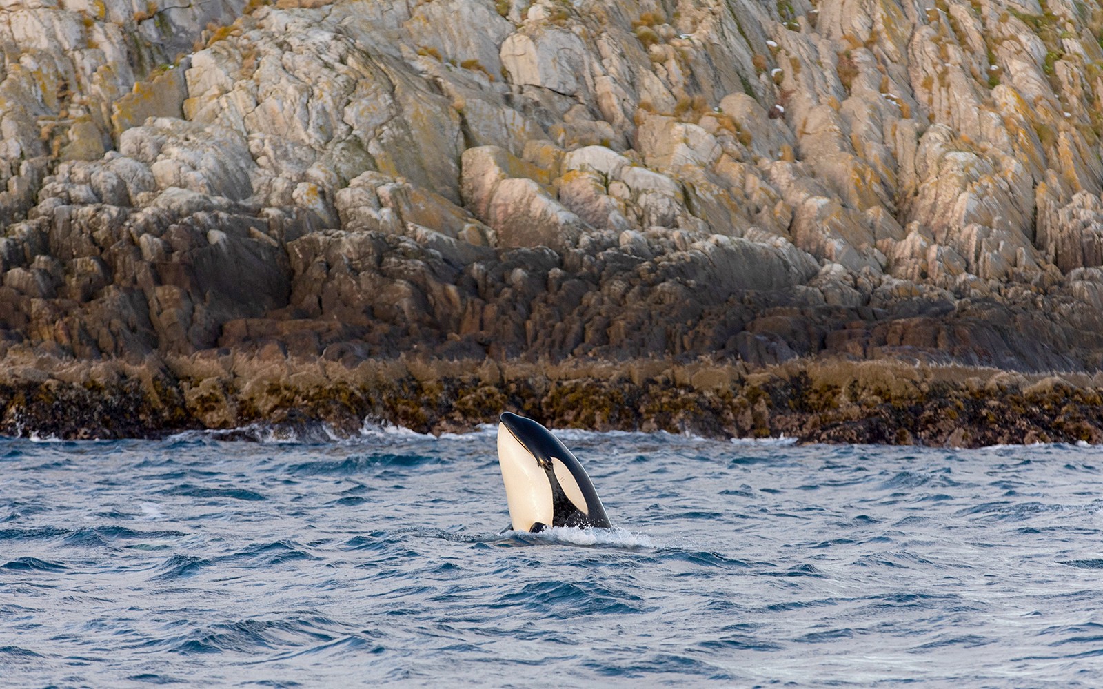 Whale breaching near rocky coastline during silent hybrid-electric cruise.