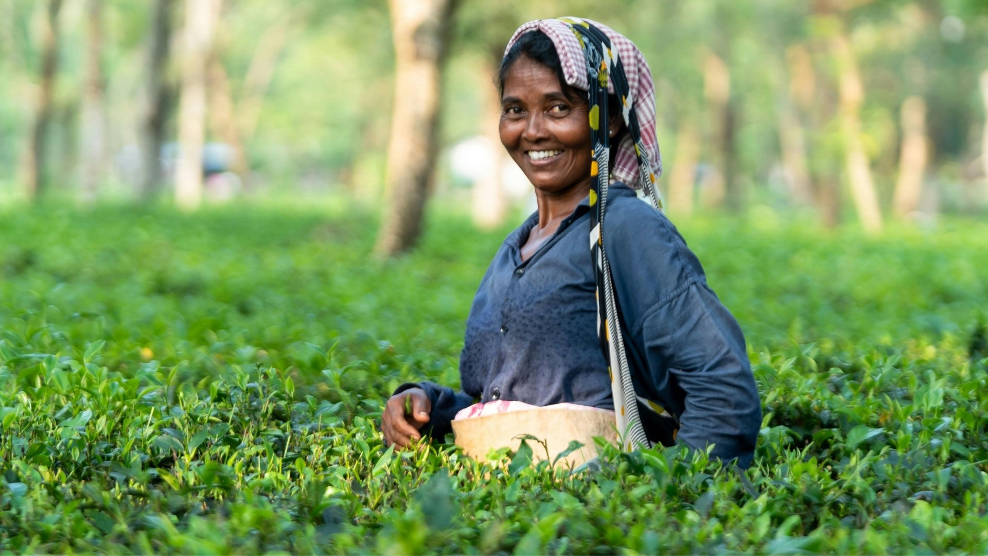 Strategies for Managing Yield and Risk in Assam Tea Plantations