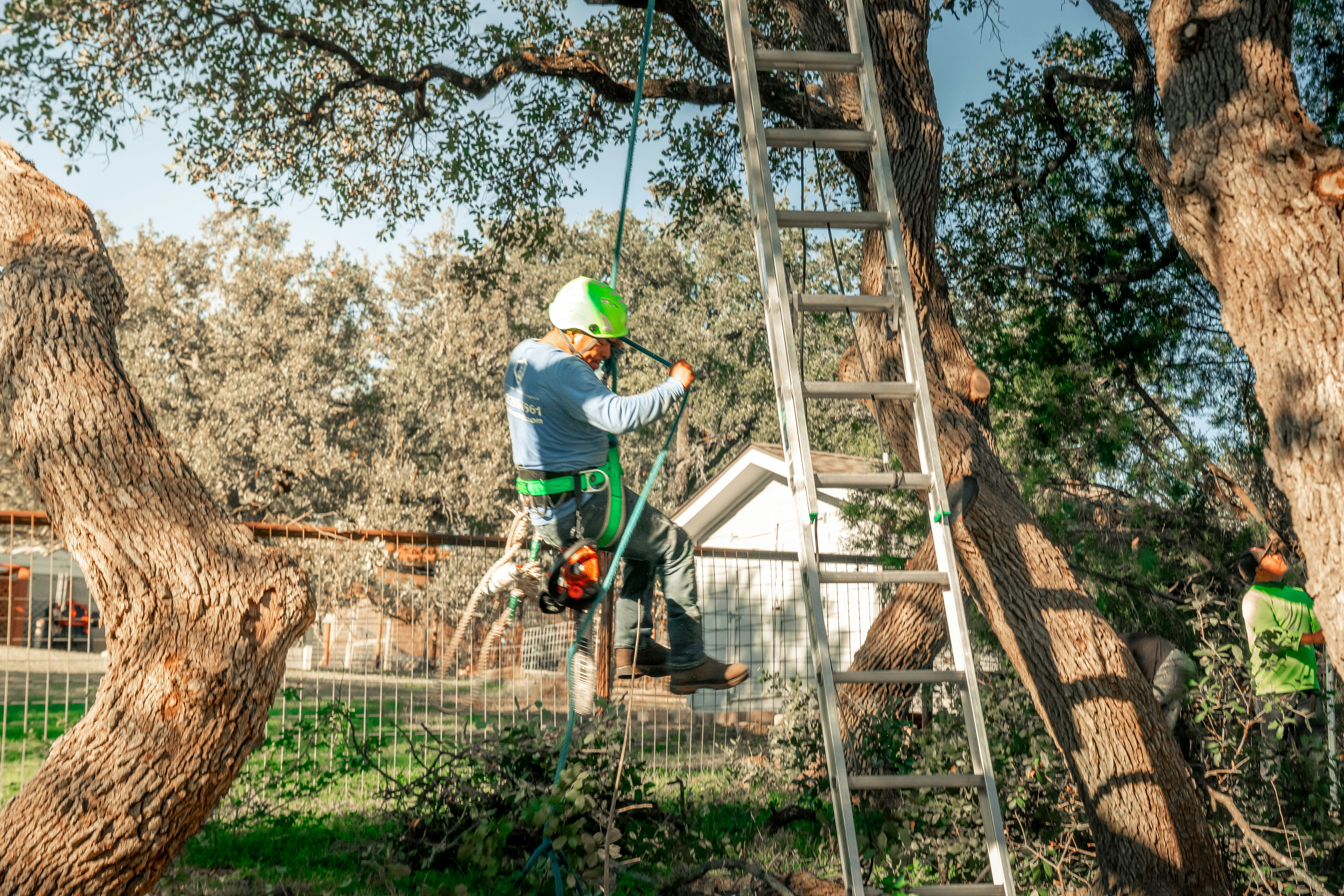 A tree arborist is working in the tree.