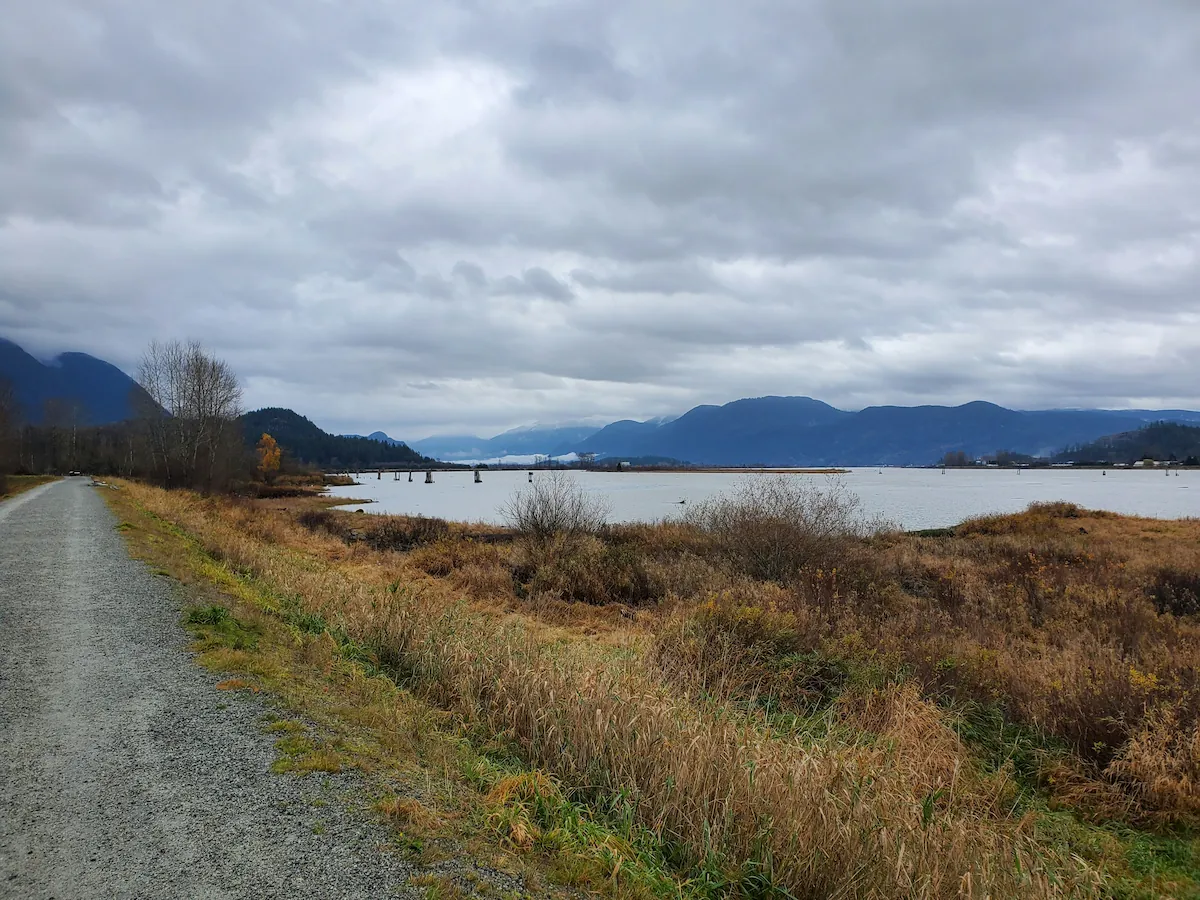 Overcast view of the Pitt River in Port Coquitlam, BC, with wetlands, a gravel trail, and mountains in the distance.