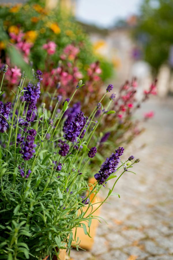 Detailaufnahme von blühendem, lilafarbenem Lavendel und pinken Blüten, die die persönliche und ehrliche Beratung vor Ort bei Gartengestaltung Klingenstein symbolisieren.