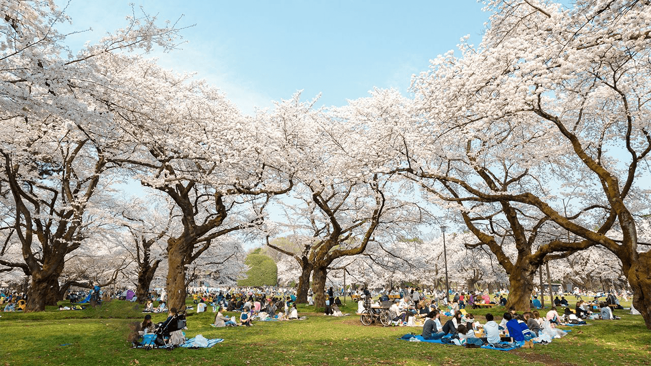 People having a picnic under the sakura trees at Koganei Park