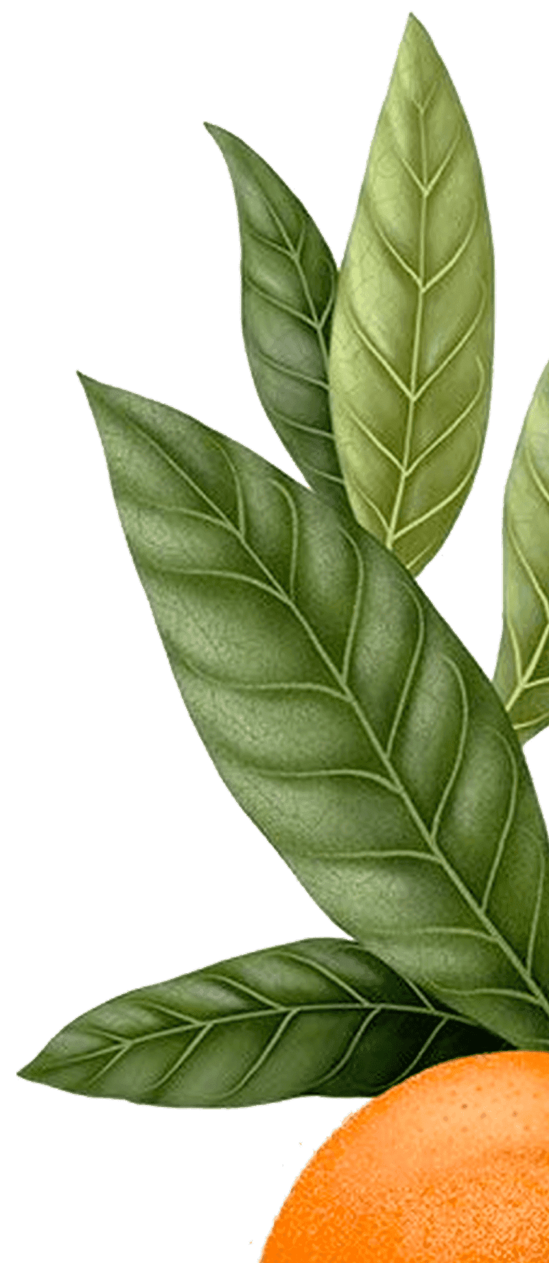 Minimal green leaf graphic