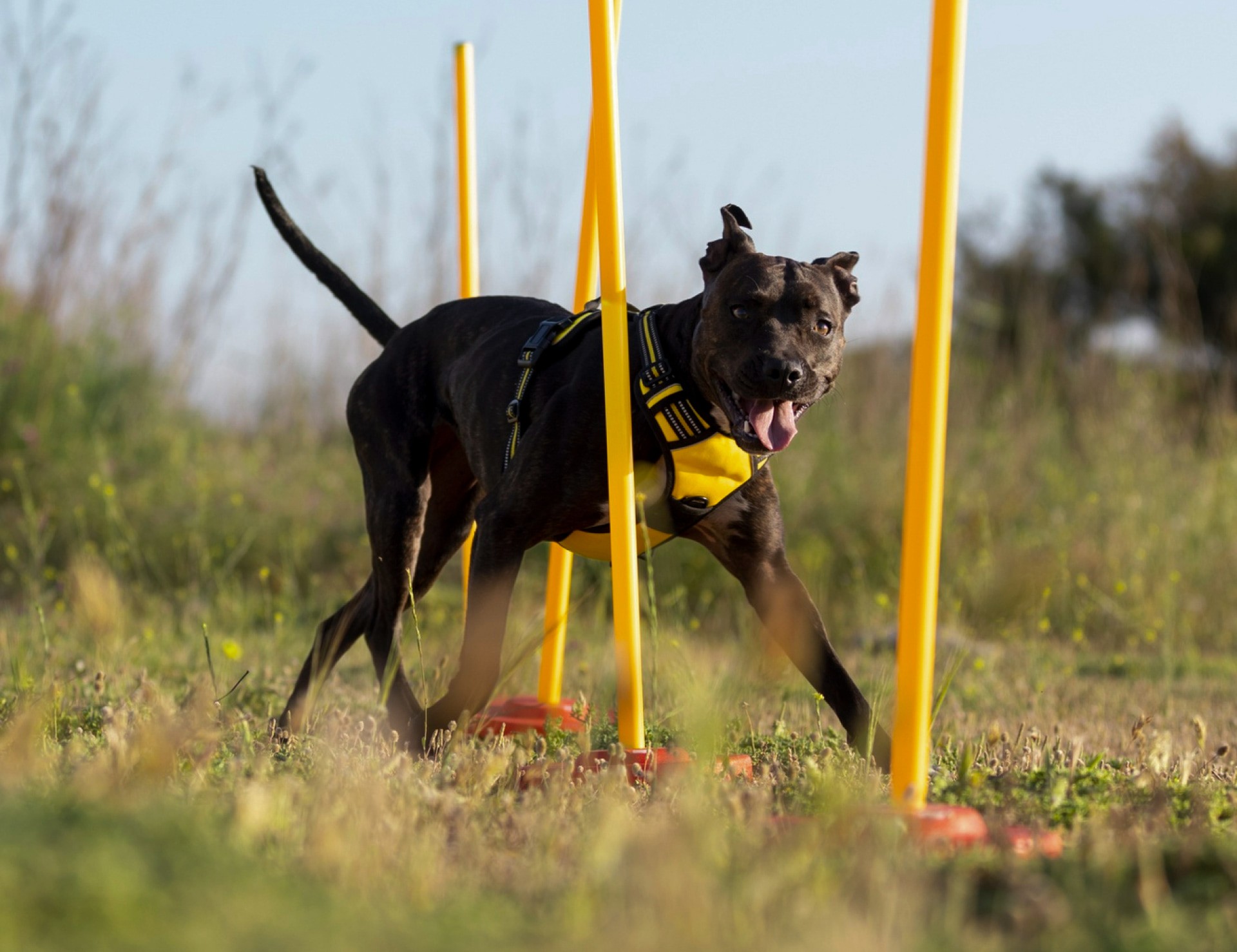 Pet Training Service