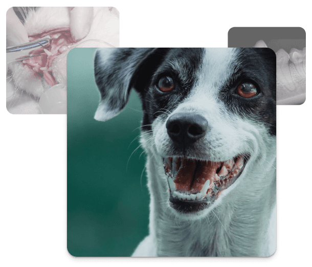 Collage zur Tierzahnreinigung: Gesunder Hund, Katze bei der Zahnsteinentfernung und digitales Dentalröntgen.