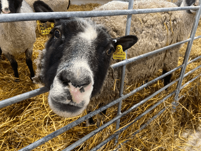 __wf_reserved_inherit