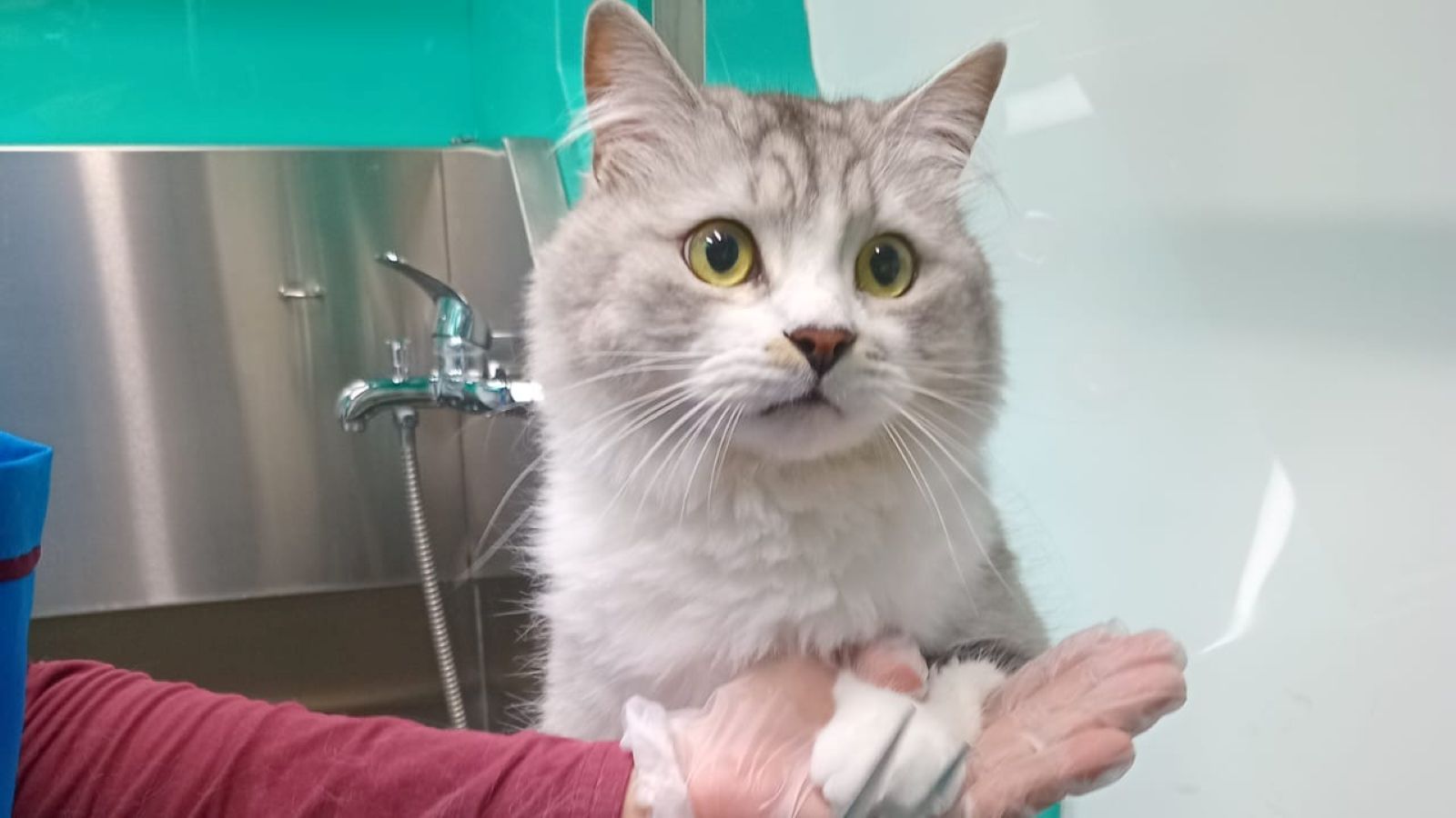 A pet groomer is cutting a cat's hair on a table.