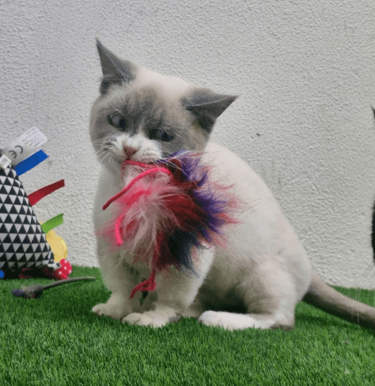 A healthy, energetic cat that’s been fed wet cat food plays with a toy in its mouth, showcasing its playful and lively nature.