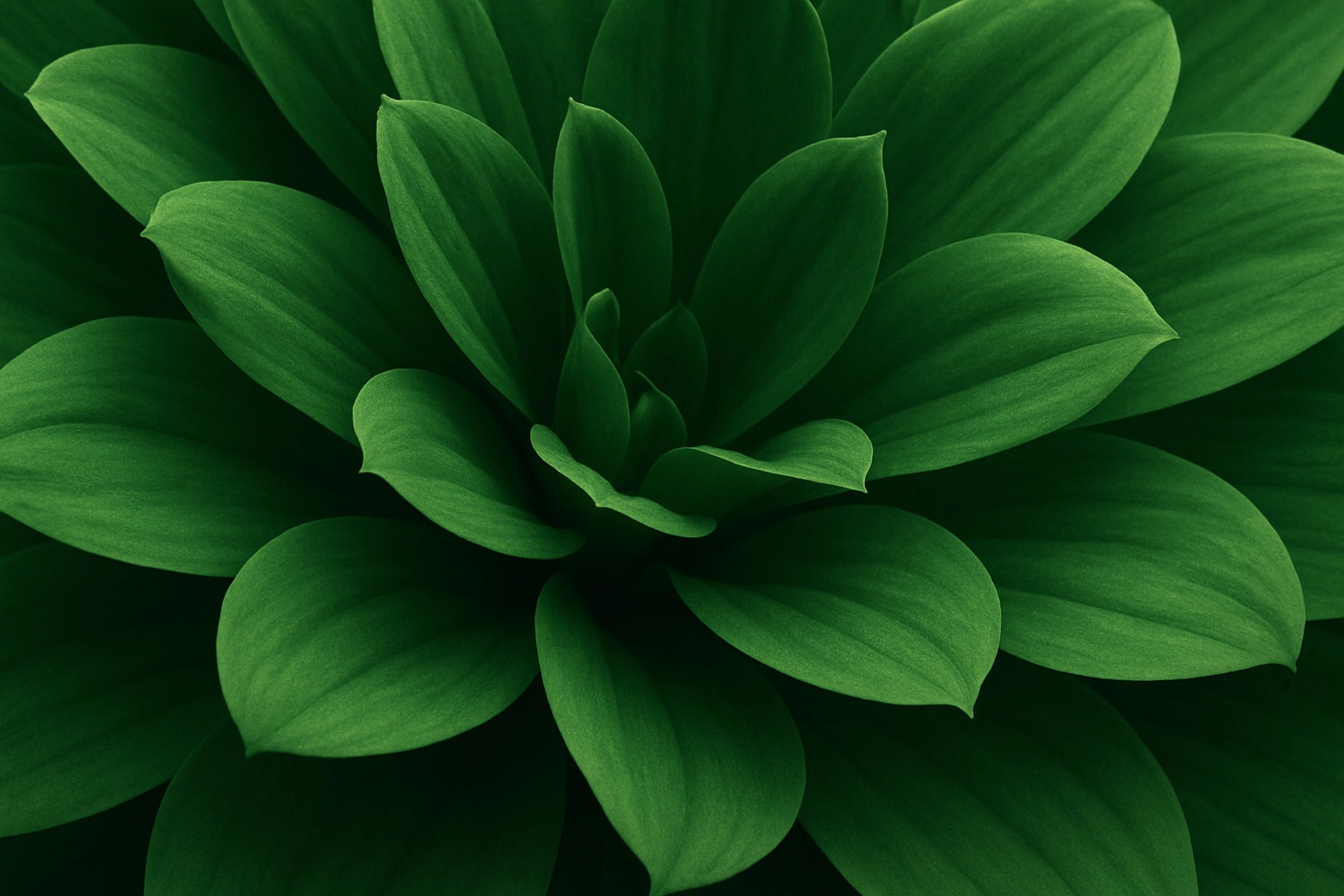 Green leaves close-up