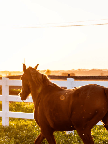 brown horse on brown grass field during daytime