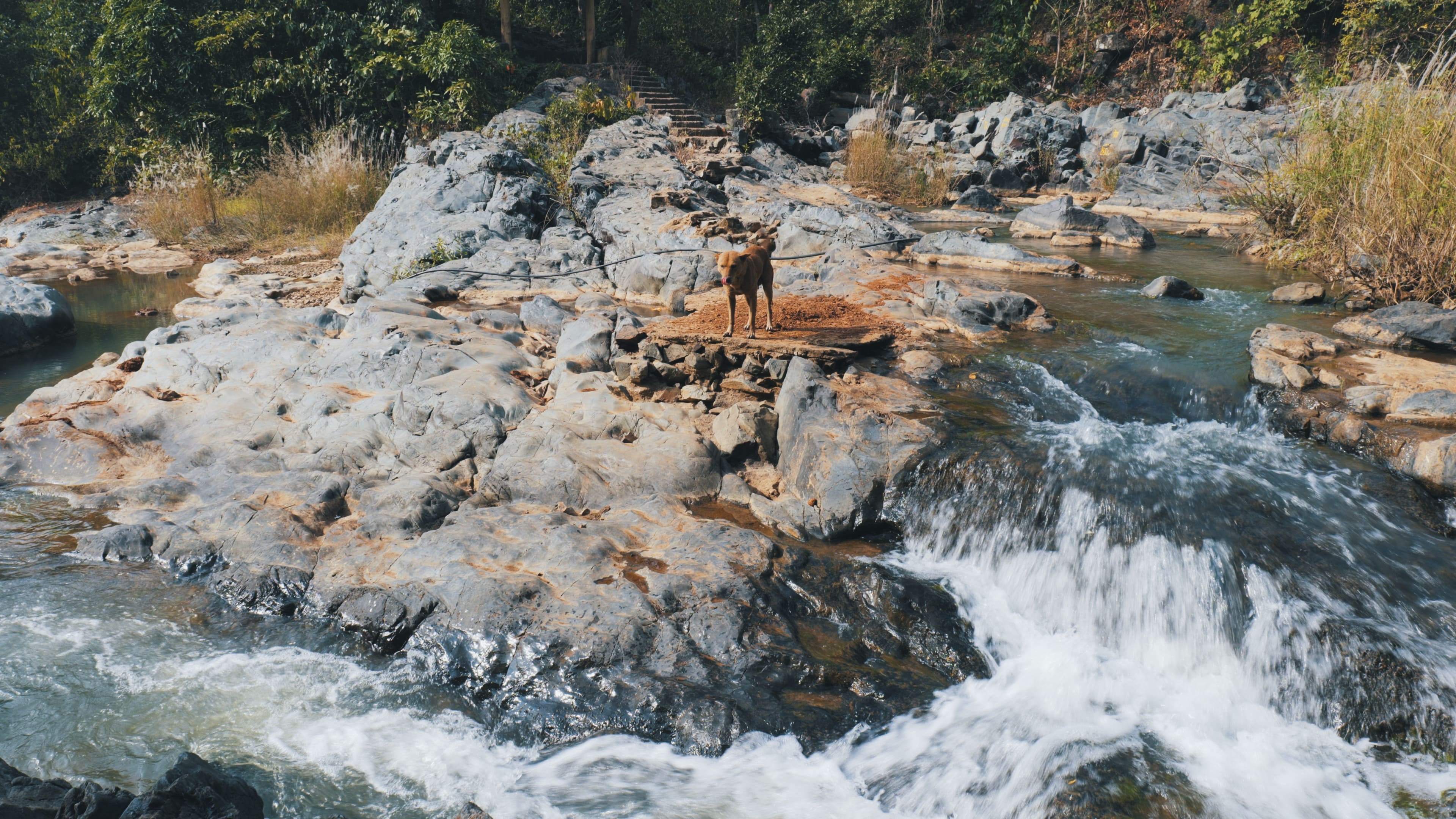 A wild jungle dog traversing rocky terrain surrounded by boulders, small streams, and a nearby cascading waterfall.