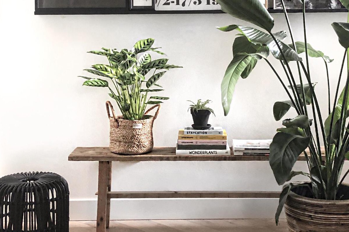 interieurstyling kamerplanten