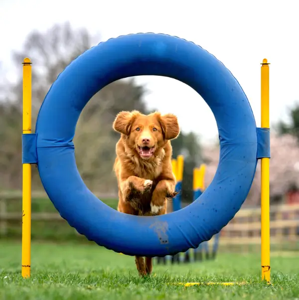 A dog jumping an agility loop