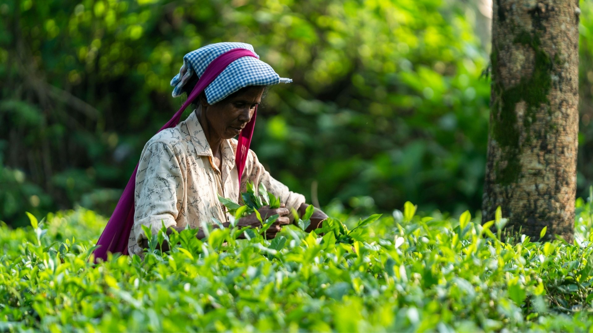 Why Kerala Tea Plantations Matter: Economic and Social Role