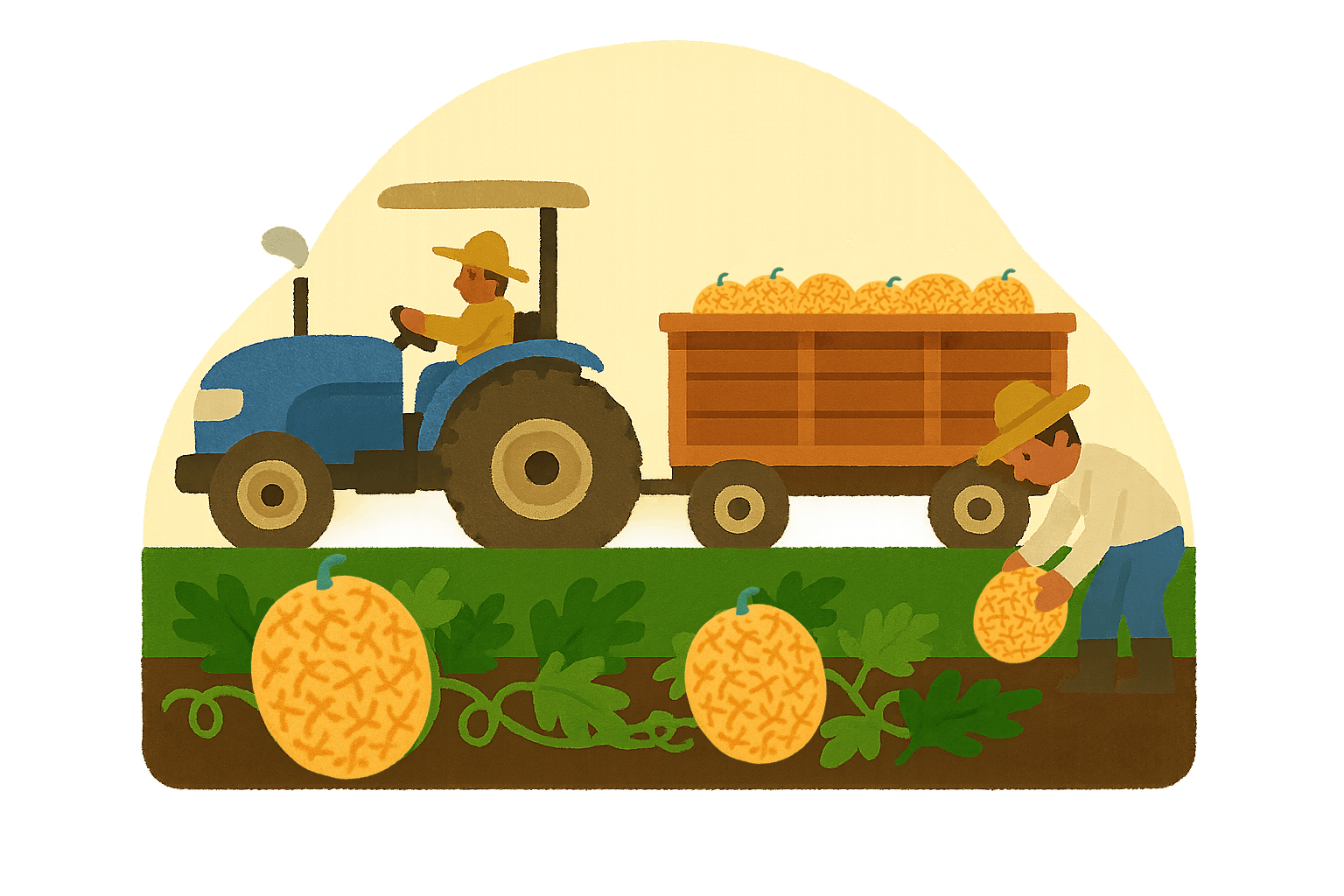 Ernte von den Melonen mit dem Traktor