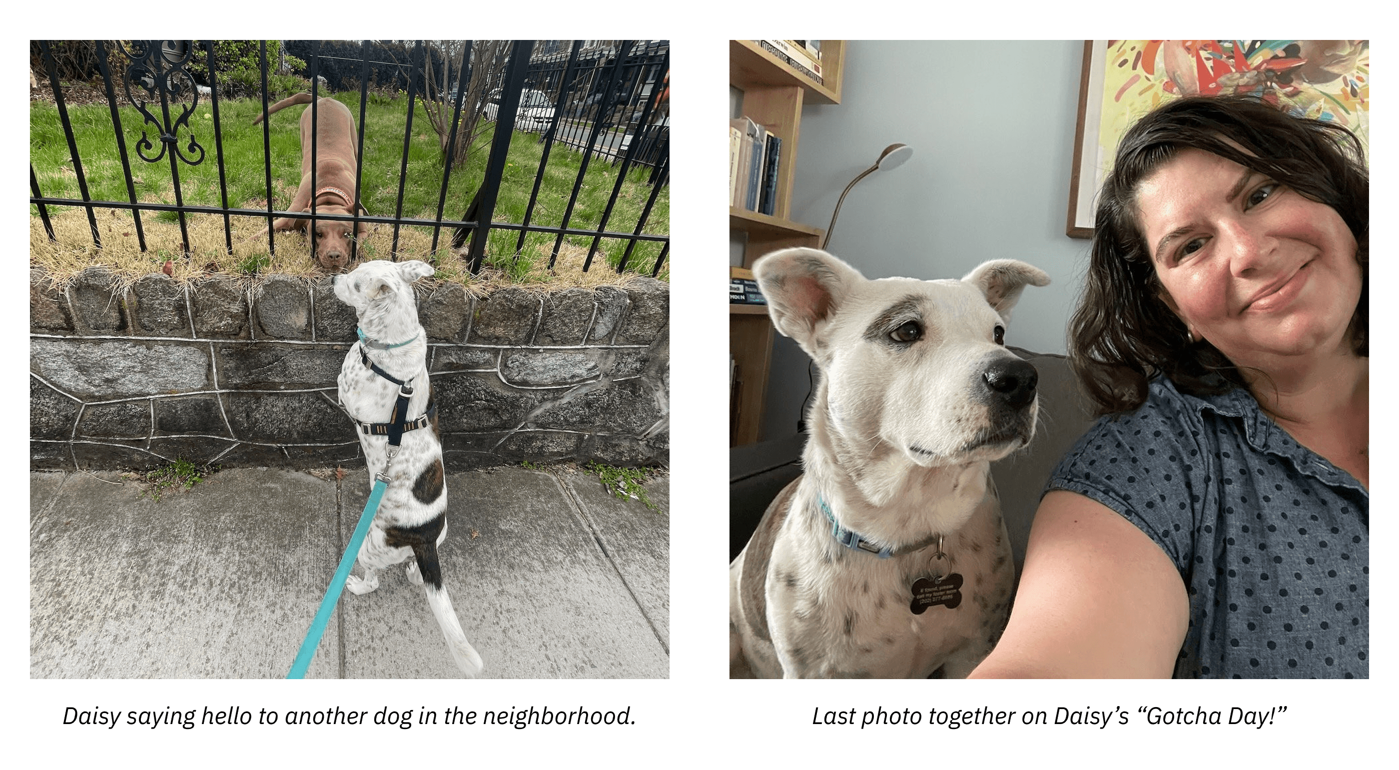 Daisy the dog