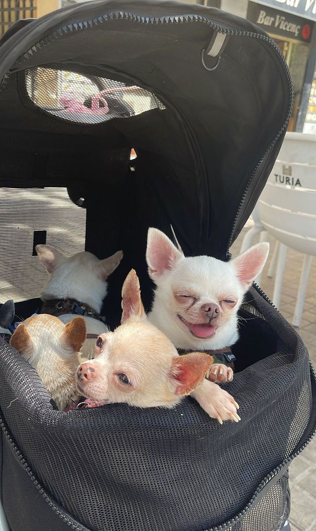 Paseo de perros en carrito