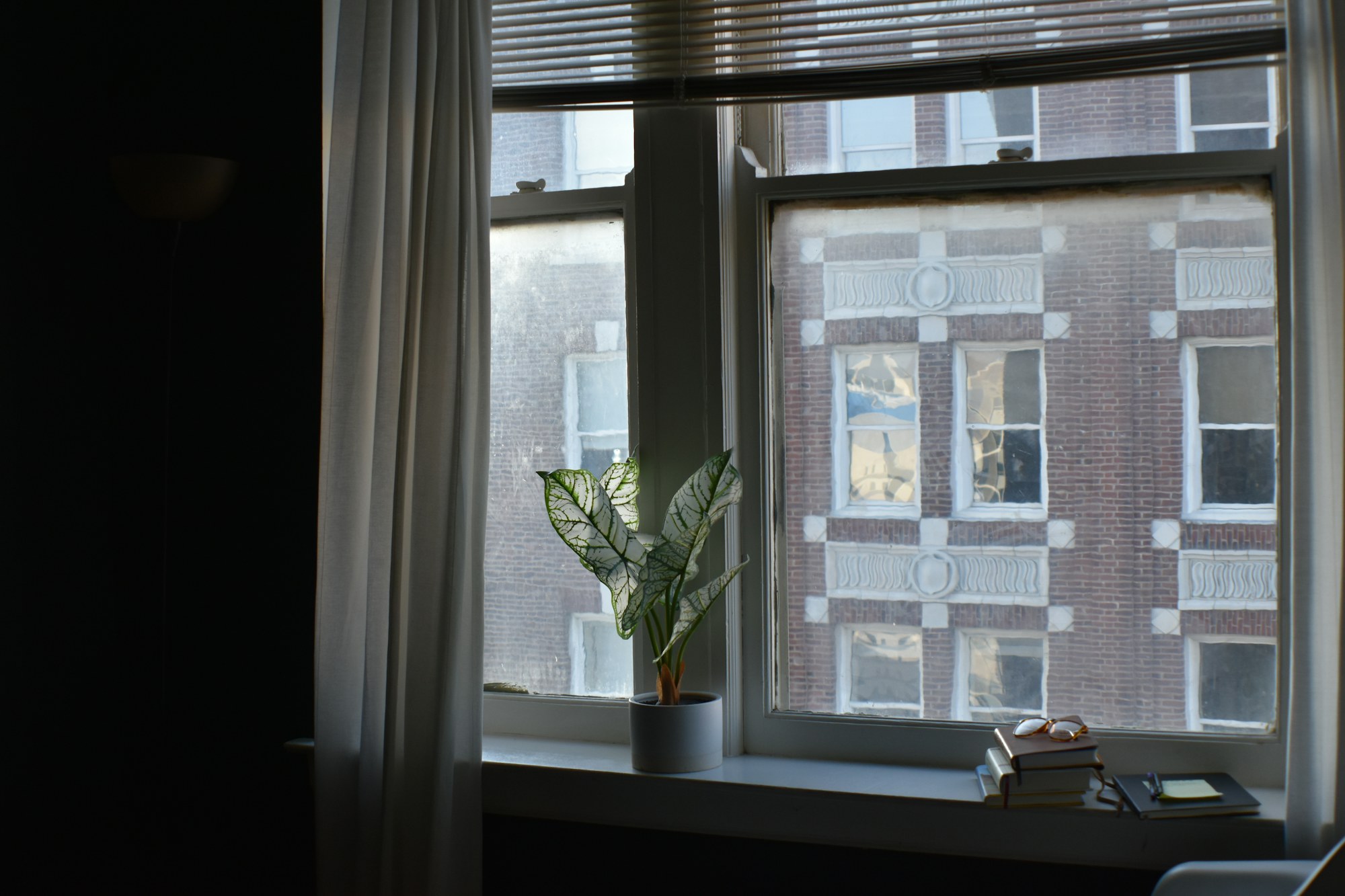 window-plant.jpg