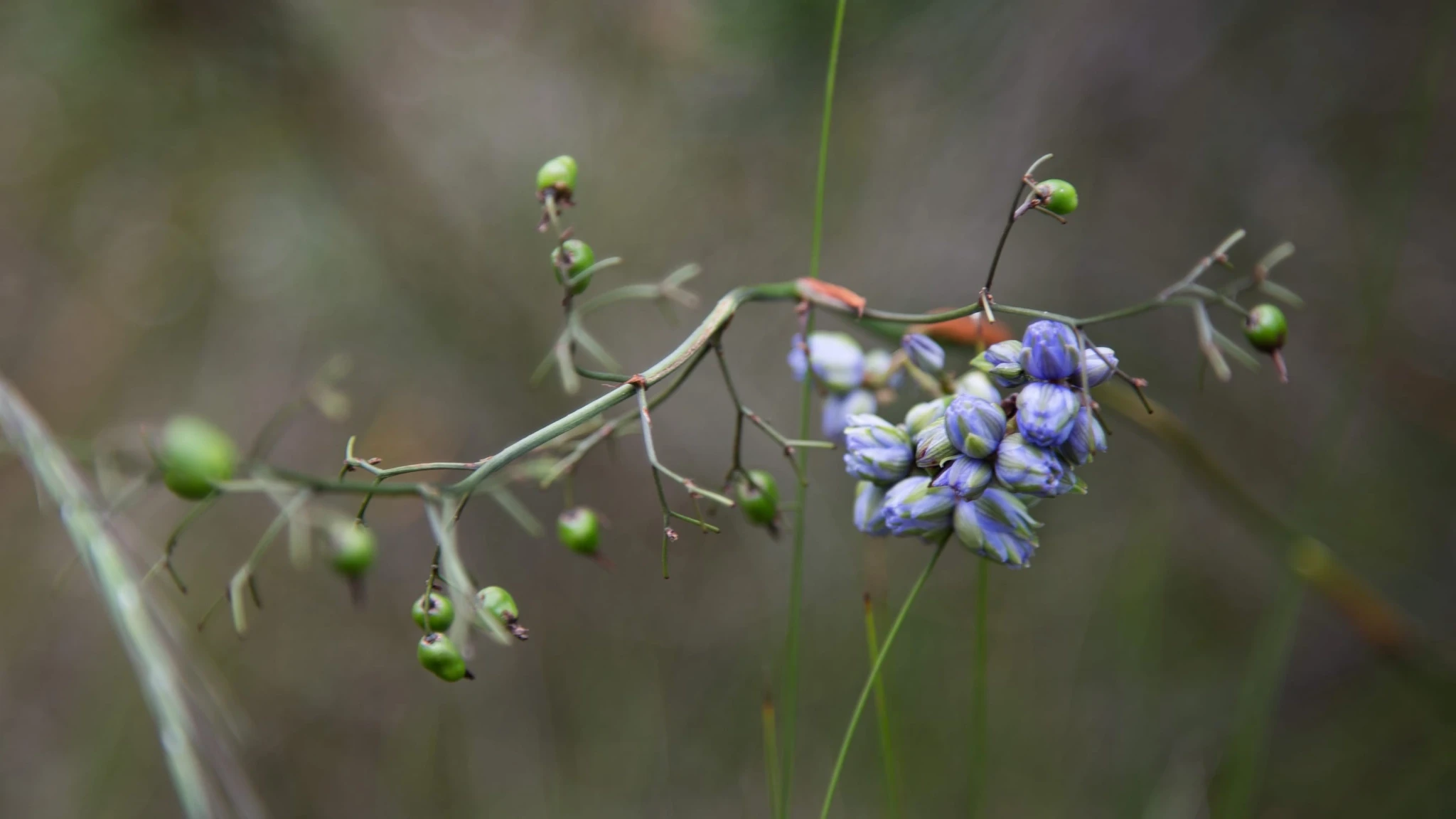 Delicate blue flowers and green berries on a thin brach of a bush.