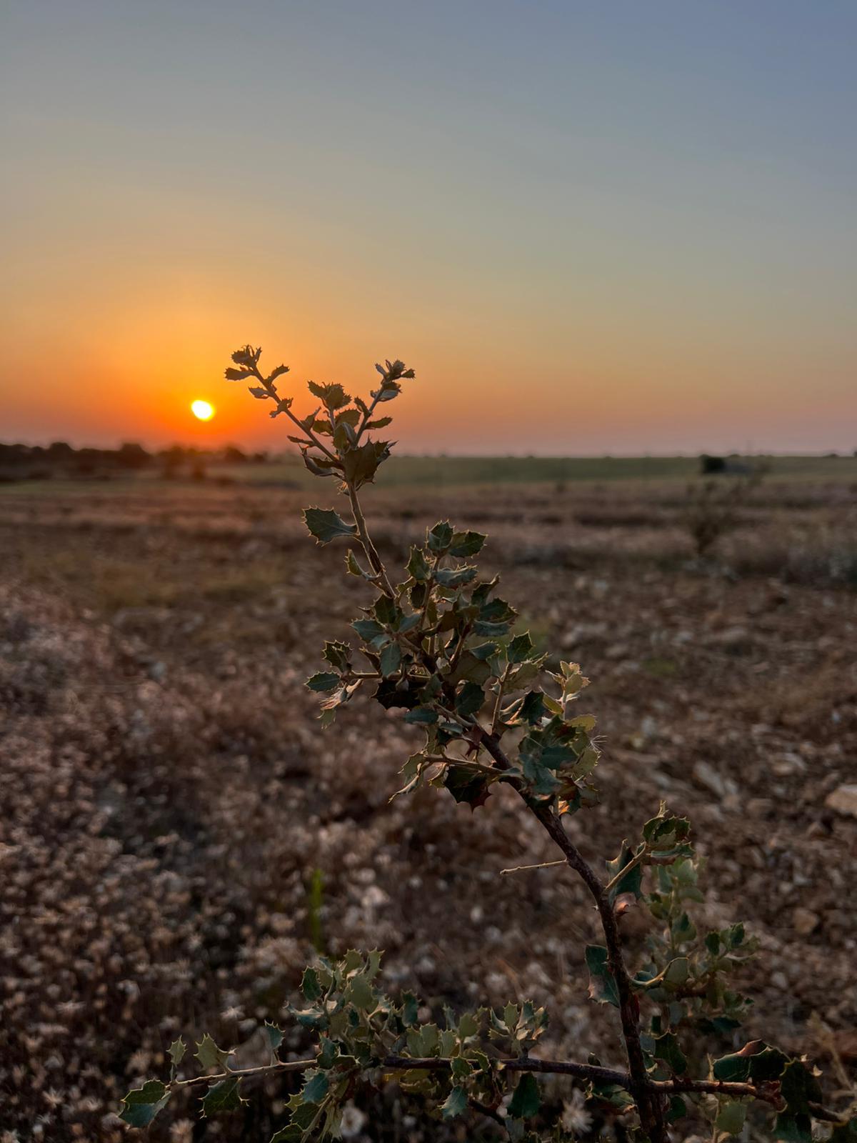 Saffron for professional use