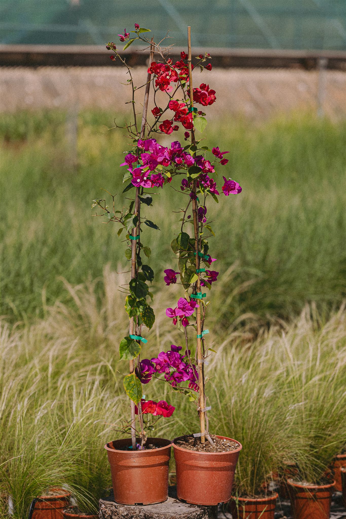 Tomillo Eiviss Garden