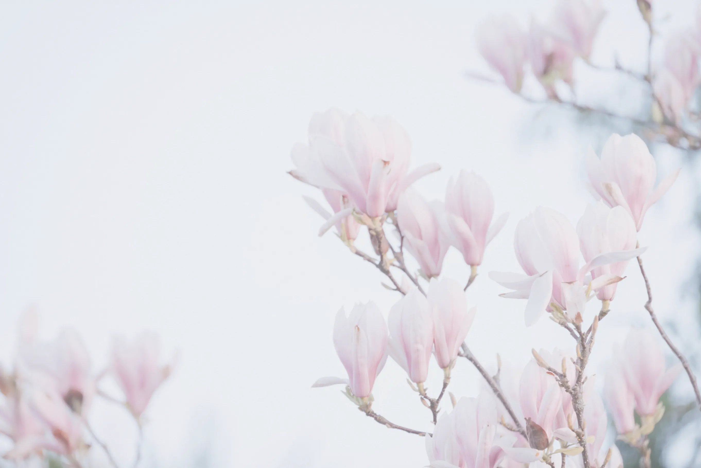 Fleur de magnolia épanouie, symbole de renaissance et de renouveau intérieur