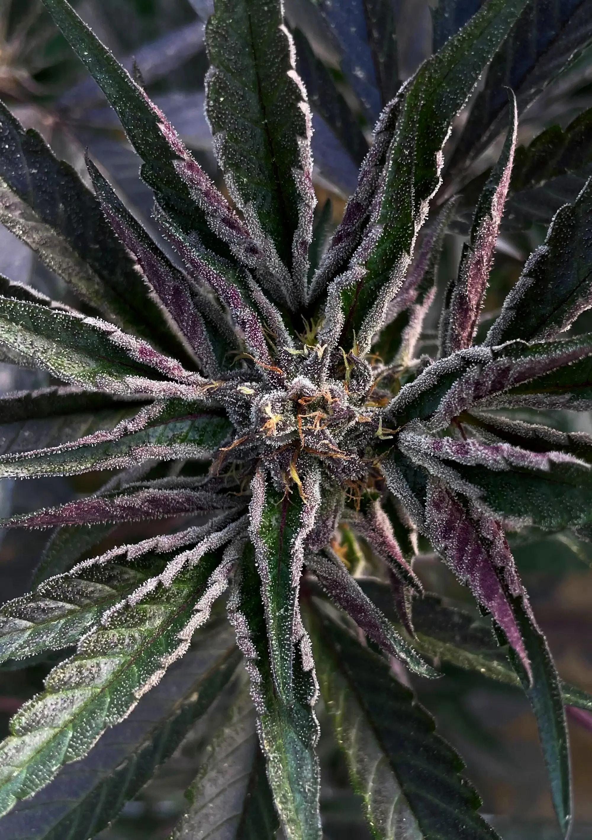 Macro close-up of Sunkissed Farm Blue Acai cannabis varietal with deep purple coloring and dense trichomes, ideal for Vermont home growers