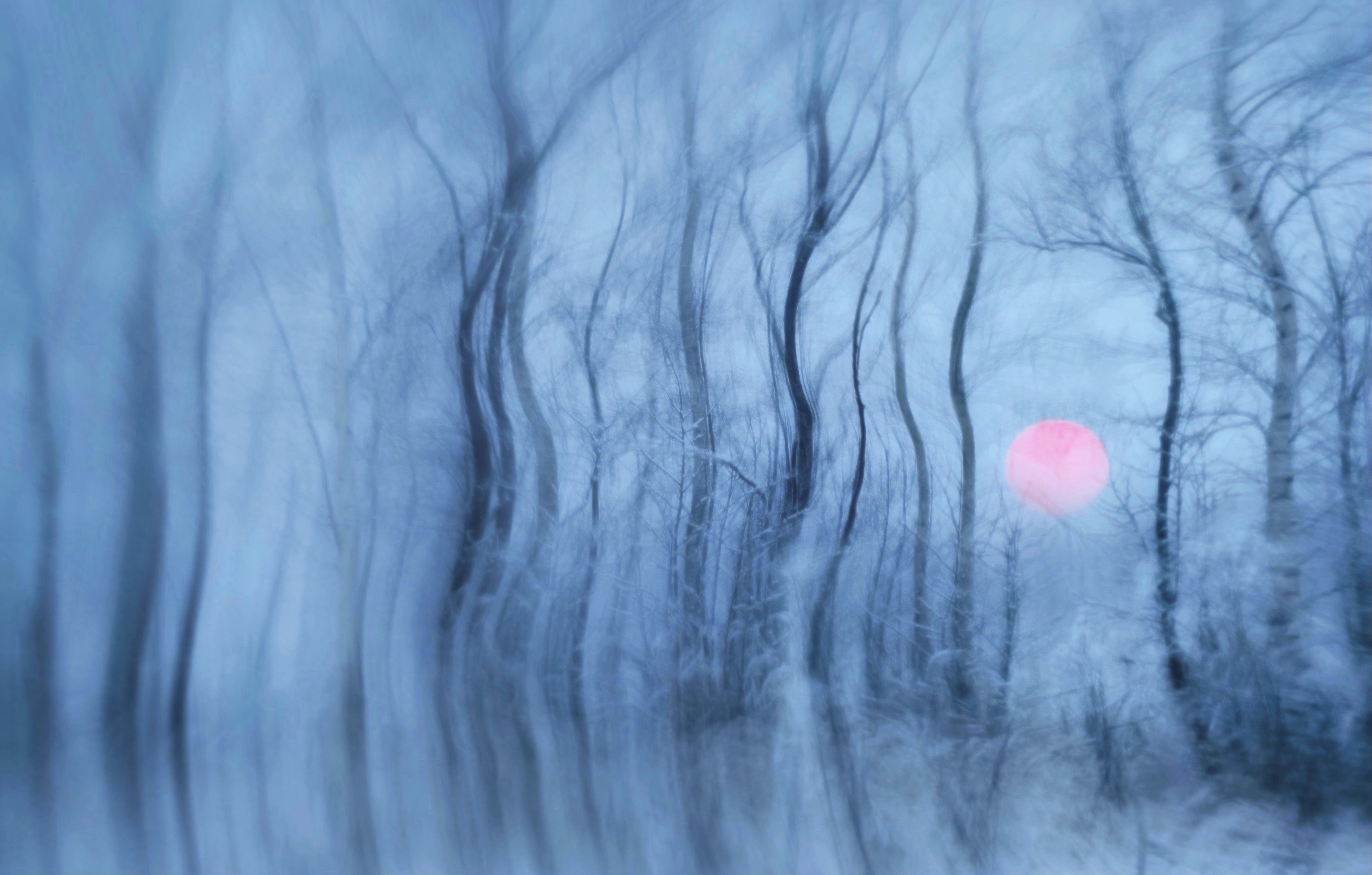 Blurry trees with a pink sun at dusk.