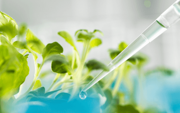 Pipette dripping liquid onto small green plants in a science lab.