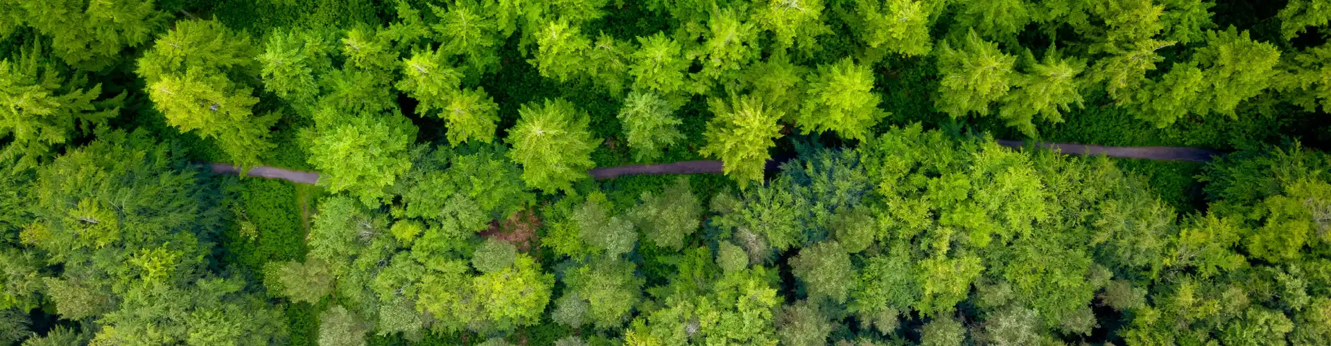 Susan Oregan IFS Counselling