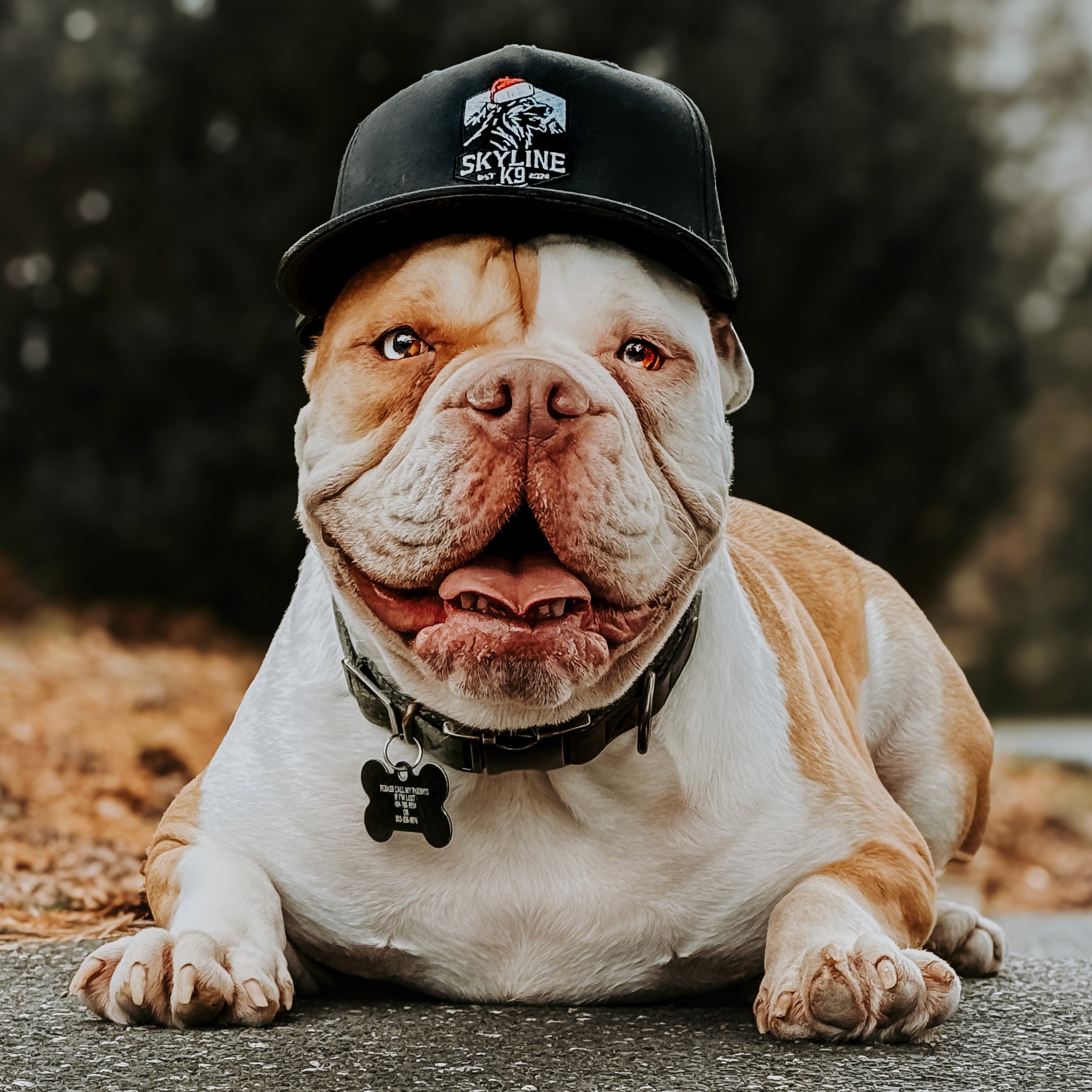 Dog running in grass