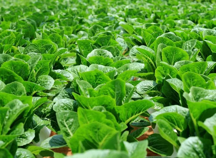 Topraklarınıza hak ettiği değeri vermek için Cherry Mic. mikrobiyal gübreler ile tanışın ve doğayla uyumlu tarıma adım atın. 