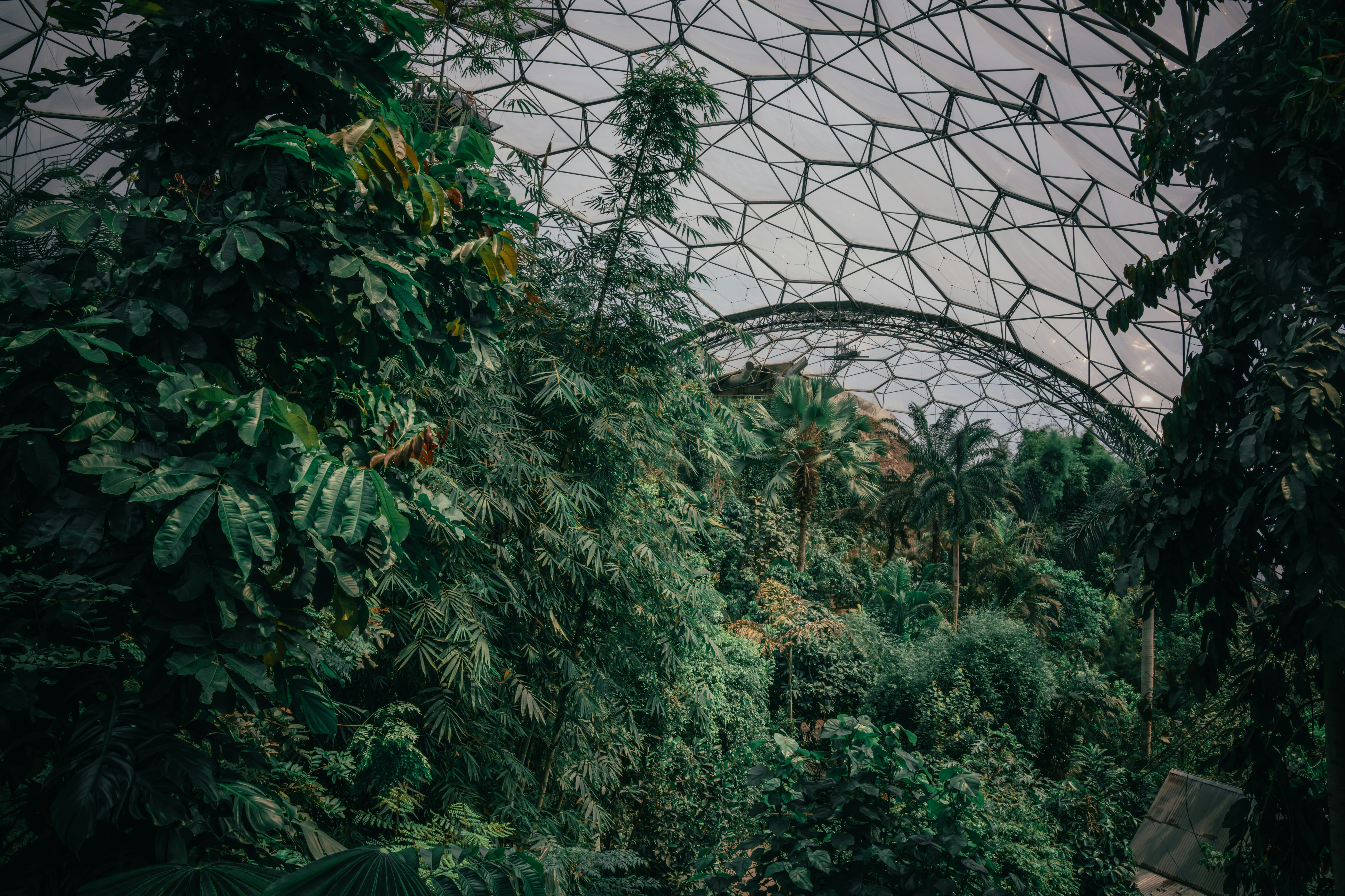 the-inside-of-a-glass-dome-in-a-forest - winston-tjia (unsplash)./pho