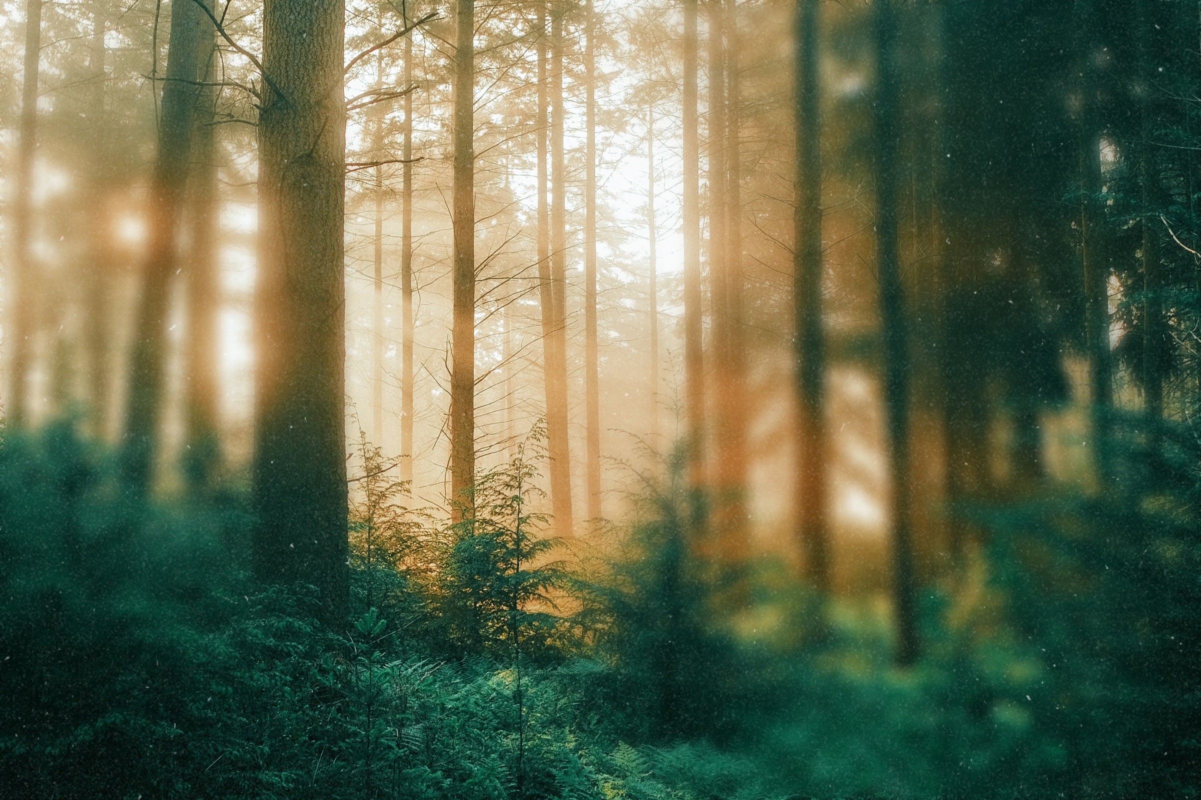 Footer Forest
