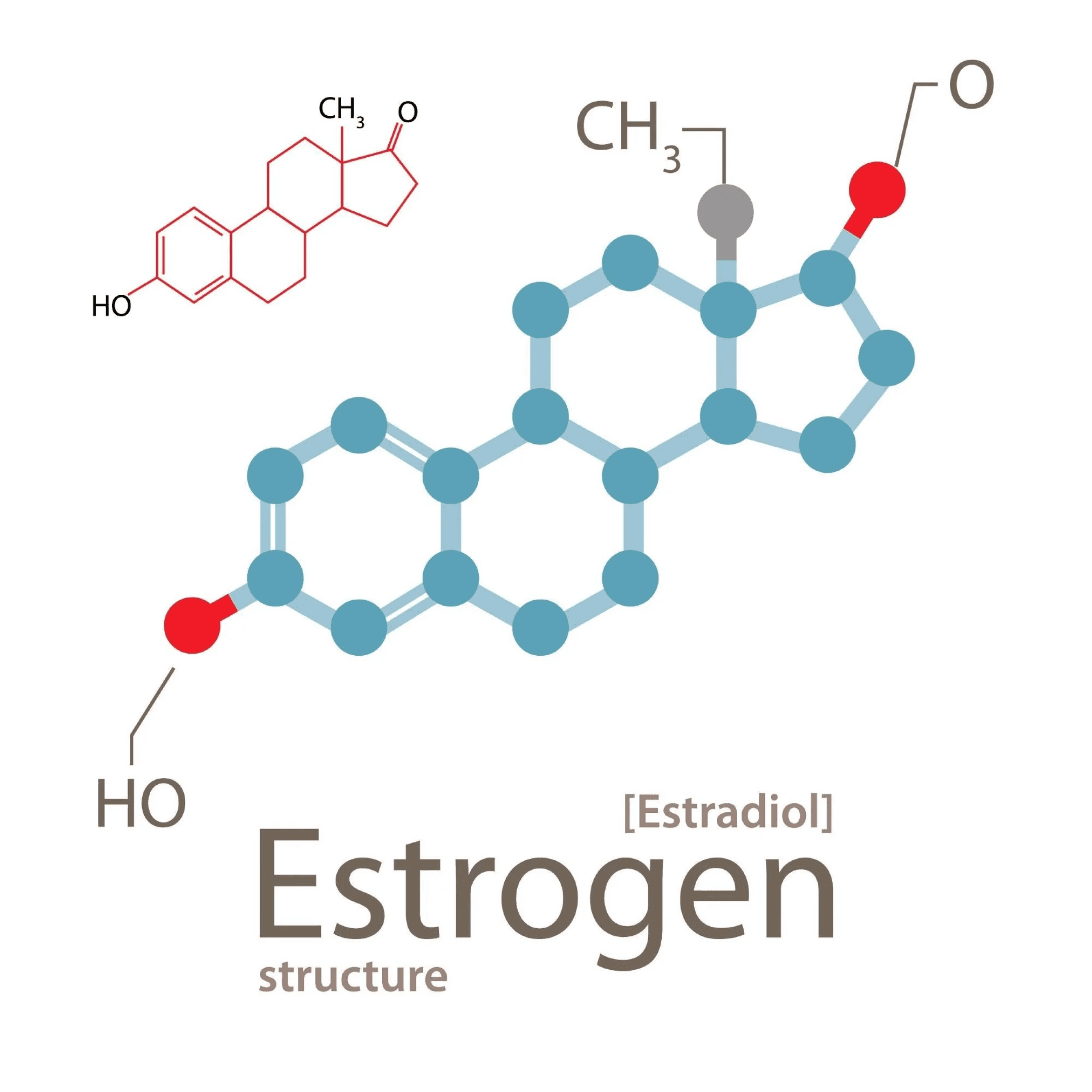 Chemical structure diagram of estrogen (estradiol) hormone important in weight regulation.