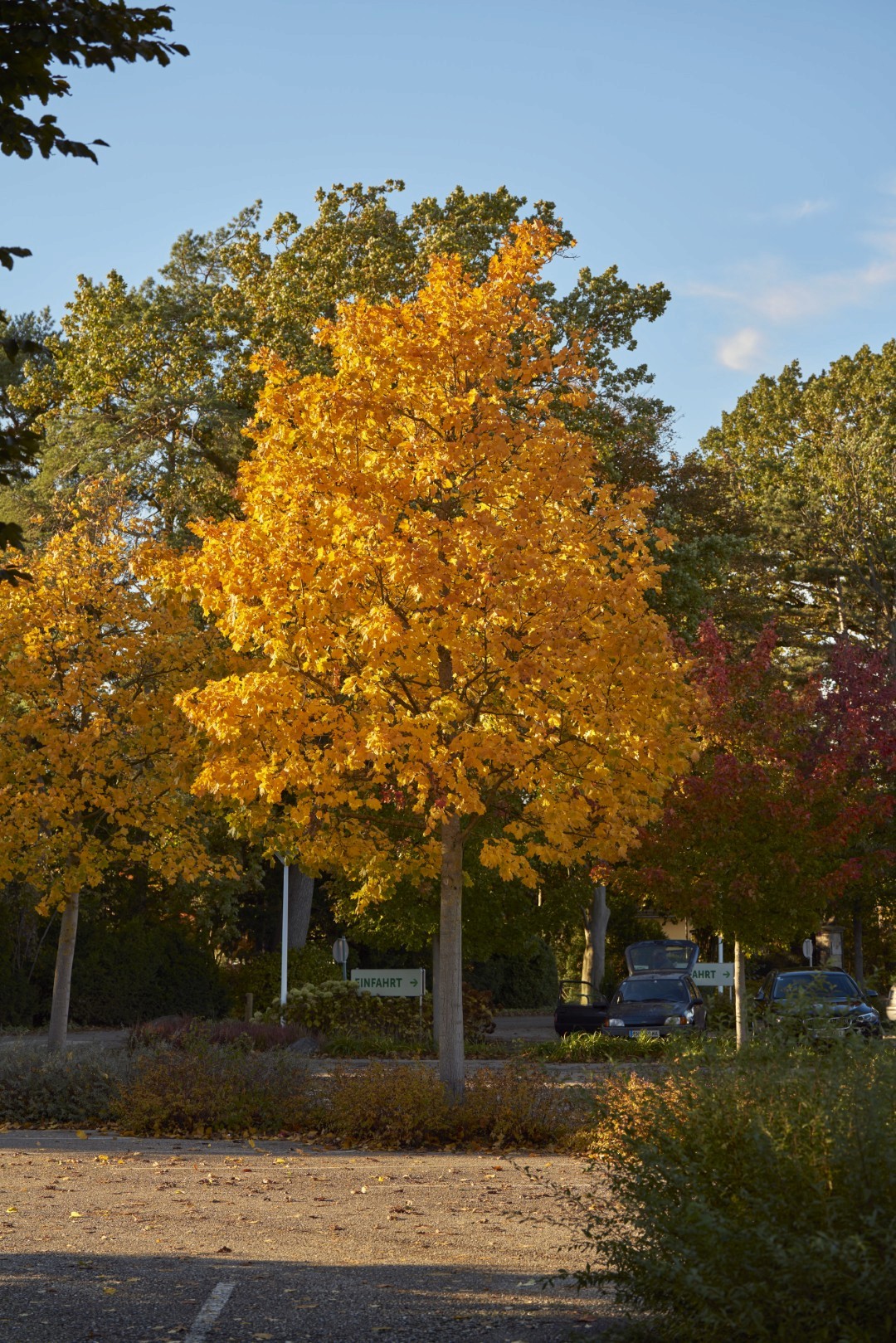 Acer platanoides ‘Eurostar’ mit geradem Stamm, dichter Krone und leuchtend goldgelbem Herbstlaub.
