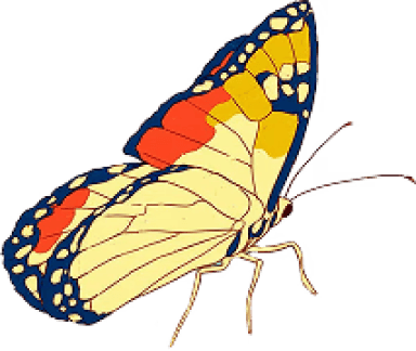 Butterfly illustration with yellow, orange, and dark blue wings.
